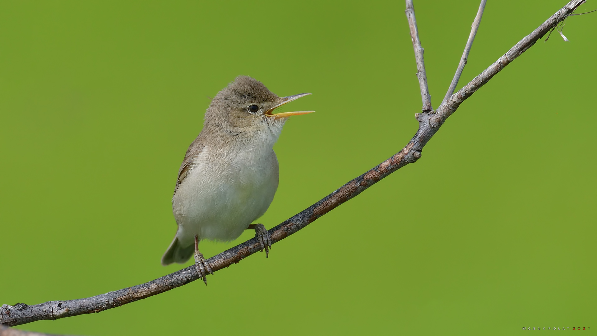 Eastern Olivaceous Warbler